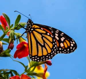 Monarch-Side-View